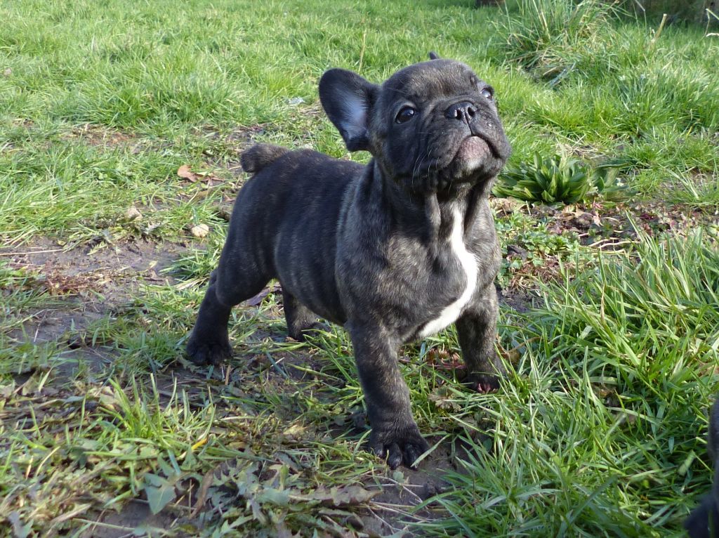 bullbizarres - Chiots disponibles - Bouledogue français